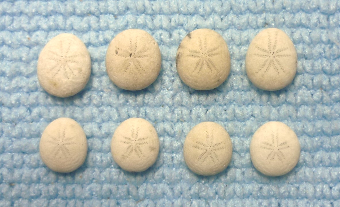 Echinodermi